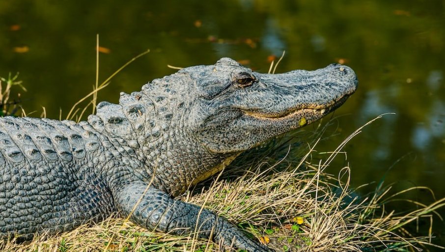 327135_aligator_f