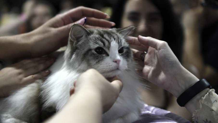 482422_macke-mrnjau-fest-1205-2024-1_f