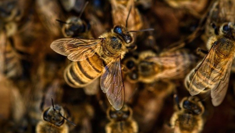 62518_bees-4845211-640_f