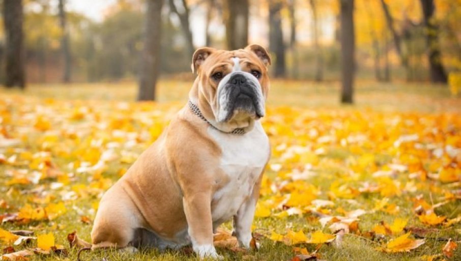 646125_11e03640fdfd5142edf88832b75c914cd95c735a_f