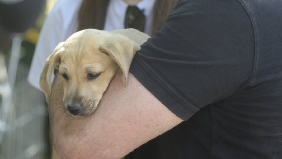 610244_psi-lutalice-revija-2106-2025-007_f