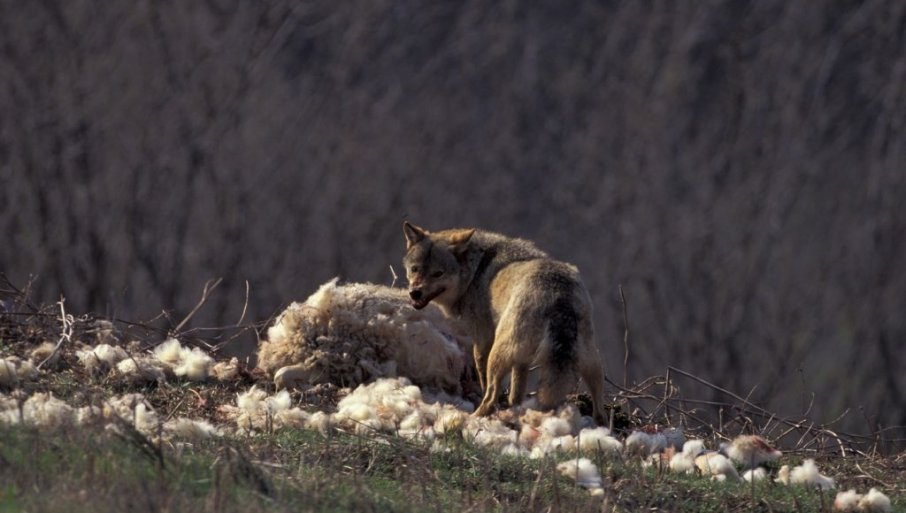 662155_profimedia-0001333027_f