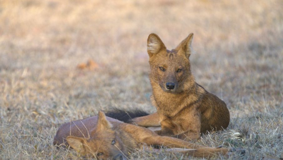 666357_vatsal-parekh-pwajlblep98-unsplash_f