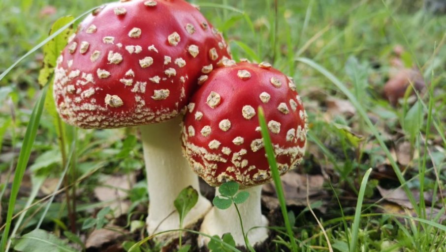 296133_despotovac-crvena-pupavka-foto-zgligorijevic-1_f