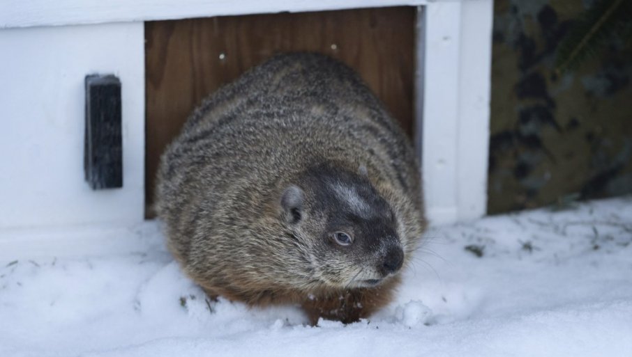 569337_tan2025-02-0214171886-1_f